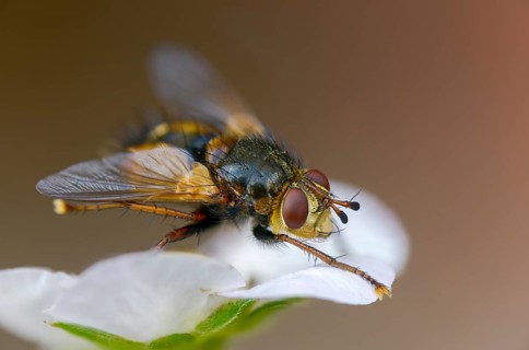 Hedgehog fly, hedgehog fly, caterpillar fly, tachina fera, diptera, insects, two-winged birds