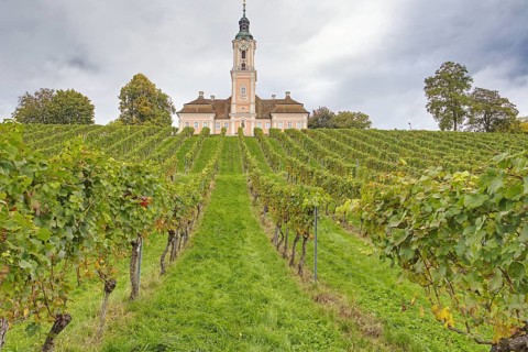 Vineyard on the hillside of Birnau with even rows of vines, above is the Birnau Basilica with tower