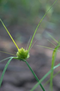 Bohemian sedge, carex bohemica, carex cyperoides, cyperaceae, sour grasses, cyprus grass harrow,
