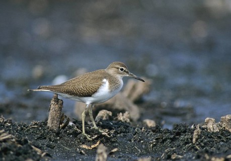 Actitis hypoleucos, common sandpiper, sandpiper birds, charadriiformes, leo, limikolen, snipe