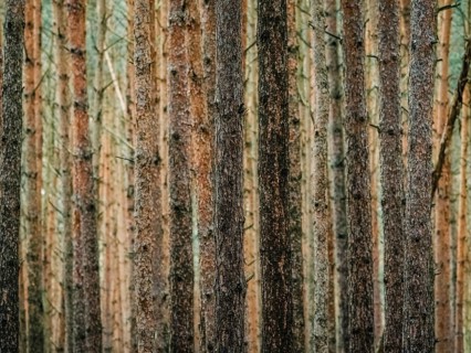 Red and orange in a pine forest, Nossentiner Schwinzer Heide nature park Park, Mecklenburg-Western