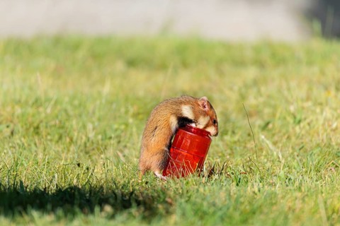 A European hamster (Cricetus cricetus) rolls a grave candle toward its burrow to eat the wax.