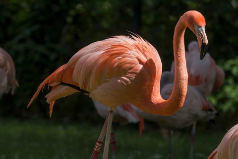 Red flamingo (Phoenicopteridae), Nuremberg Zoo, Middle Franconia, Bavaria, Germany