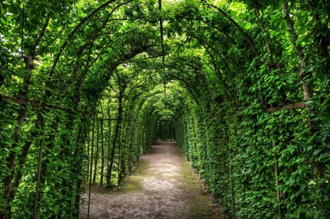 Arbour made of common hornbeam (Carpinus betulus), Upper Franconia, Bavaria, Germany