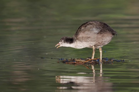 Eurasian Coot (Fulica atra), juvenile, North Rhine-Westphalia, Germany