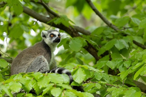A lemur is sitting on a branch and looking intently into the camera, a seated ring-tailed lemur