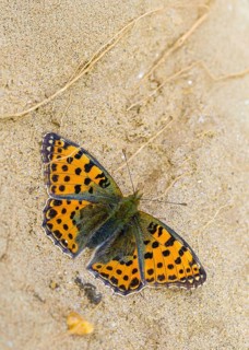 Argynnis Lathonia, Issoria Lathonia, small mother-of-pearl butterfly, queen of Spain fritillary,