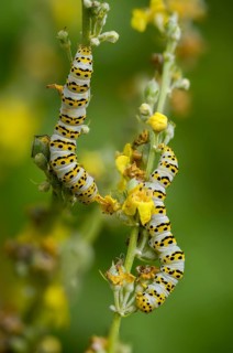 Cucullia lychnitis, grey-pollinated woolly monk, Shargacucullia lychnitis, later mullein monk,