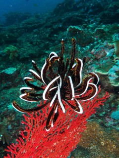 Colourful marine life featuring a black-and-white Bennett's hair star (Anneissia bennetti) on red