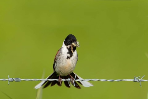 A male reed bunting (Emberiza schoeniclus) with food in its beak, perched on barbed wire, Lake