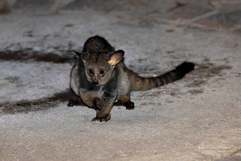 Big-eared giant galago (Otolemur crassicaudatus), adult, on the ground, in the evening, nocturnal,
