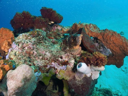 A colourful reef teeming with corals, with a camouflaged Papuan scorpionfish (Scorpaenopsis