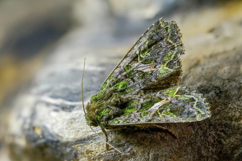 Green reporting owl, reporting owl, trachea atriplicis, insects, moths, moths, moths, orache moth,