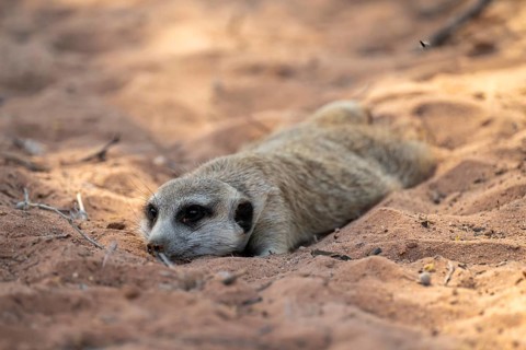 Reclining meerkat (Suricatta suricata), Kgalagadi Transfrontier Park, Northern Cape, South Africa