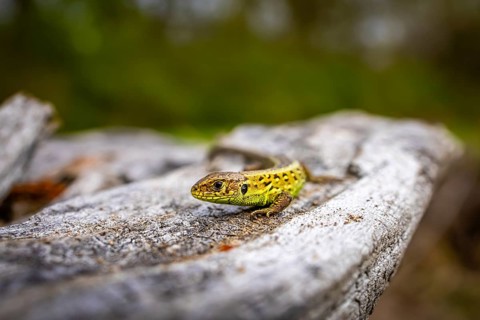 Lizard on a piece of wood in its natural habitat, focus on the reptile, sand lizard (Lacerta