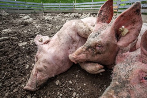 Pigs lie in front of the pigsty and sleep, Alpe Schlappold, Fellhorn, Oberstdorf, Oberallgäu,
