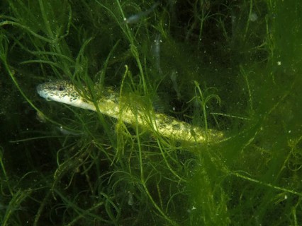 A fish, the brook loach (Barbatula barbatula), swims through dense algae in a natural underwater