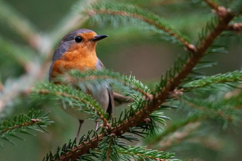 Erithacus rubecula, robin, robins, birds, passeri, songbirds, birds