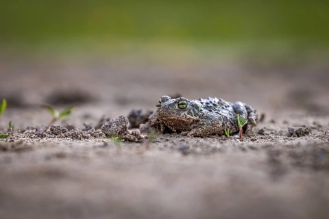 A toad lies well camouflaged on earthy ground, surrounded by its natural habitat, natterjack toad