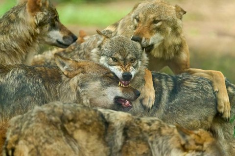 Aggressive interaction between wolves in a woodland area, summer, wolf (Canis lupus), Germany