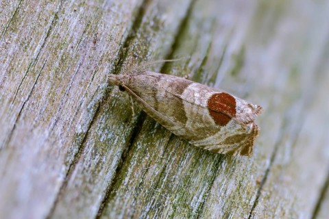 Blackberry shoot moth, epiblema uddmaniana, notocelia uddmanniana, bramble shoot moth, insects,