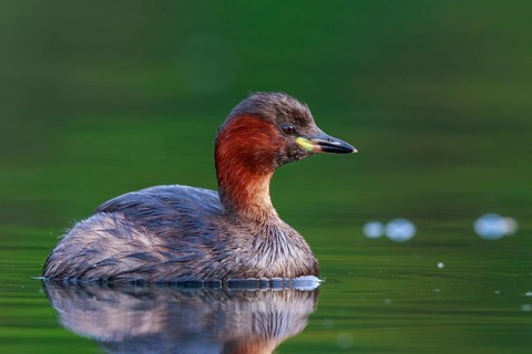 Little Grebe (Tachybaptus ruficollis), North Rhine-Westphalia, Germany
