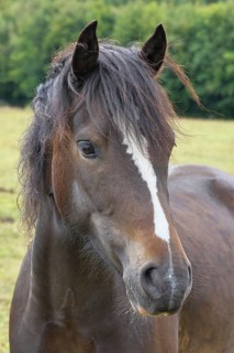 Shetland pony (Equus caballus) stallion in the paddock, North Rhine-Westphalia, Germany