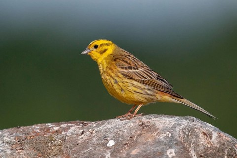 Brandenburg, Emberiza Citrinella, Germany, Yellowhammer, Nabu, national natural heritage, natural