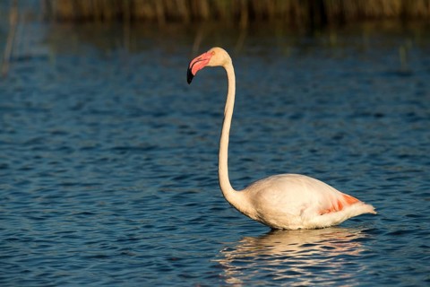 Afro-Asian Greater Flamingo, Eurasian Flamingo, European Flamingo, Granelli, Greater Flamingo,