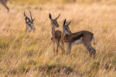 Cute young animals, springbok (Antidorcas marsupialis) in meadow, Mountain Zebra National Park,