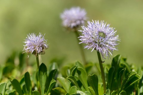 Globularia cordifolia, heart-leaved globe daisy, heart-leaved globular flower, flora, globular