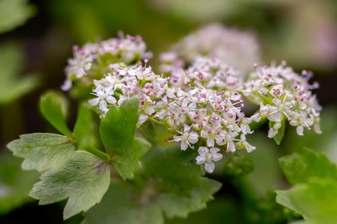 Apiaceae, apium repens, creeping marshwort, umbelliferous plant, helosciadium repens, creeping