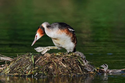 Great Crested Grebe (Podiceps scalloped ribbonfish) with chicks on the nest, North