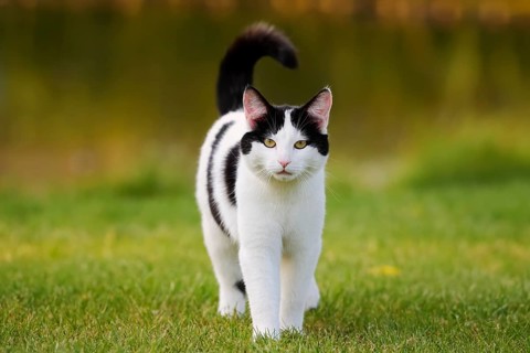 Domestic cat standing in a meadow, North Rhine-Westphalia, Germany