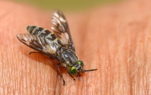 Brachycera, brake, chrysops relictus, flies, golden eye brake, tabanidae, diptera, female, insects,