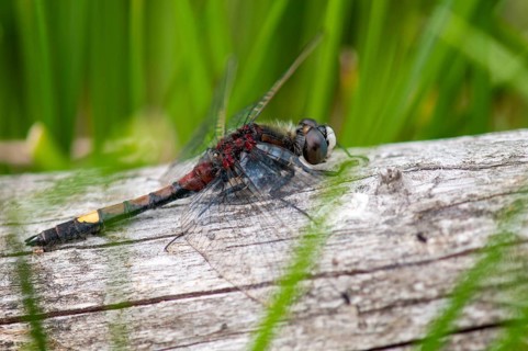 Large moss maiden, large white-faced darter, leucorrhinia pectoralis, yellow-spotted whiteface,