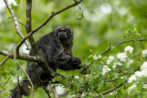 A monkey sits in a large tree surrounded by green leaves, adult Saki monkey from Isabel's monk,