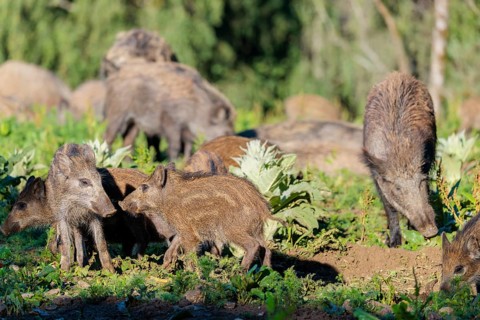 A herd of wild boars (Sus scrofa) with piglets searches for food in a green clearing. Bavaria,