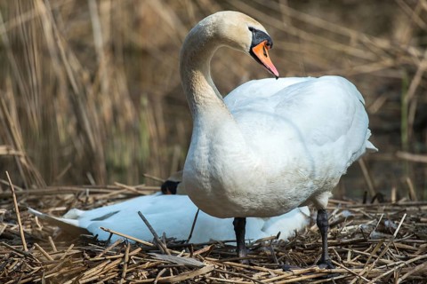 Cygnus olor, mute swan, anatidae, birds, breed, brood, couple, duckbirds, female, mute swan, male,