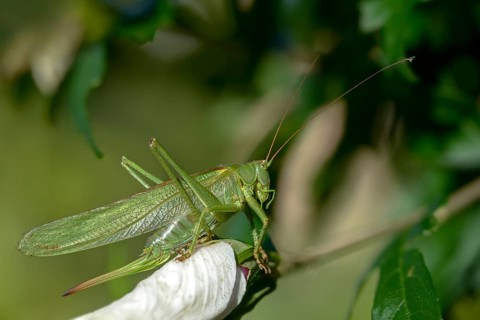 Grasshoppers, Great Green Bush cricket, big hayhorse, green hayhorse, deciduous locusts,