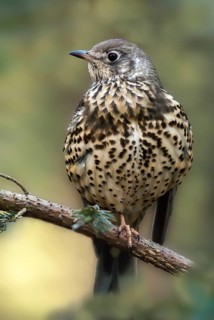 Mistletoe thrush, turdus viscivorus, birds, high size, portrait format, passeri, songbirds,