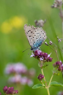 Ant blue, glaucopsyche arion, large blue, maculinea arion, phengaris arion, quendel ant blue, thyme
