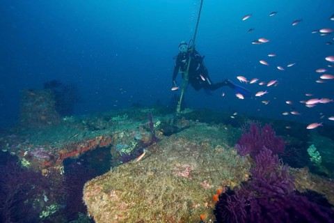 A diver explores a wreck overgrown with corals and violescent sea-whips (Paramuricea clavata),