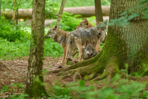 Wolves resting in a group beside a tree in the forest, summer, wolf (Canis lupus), Germany
