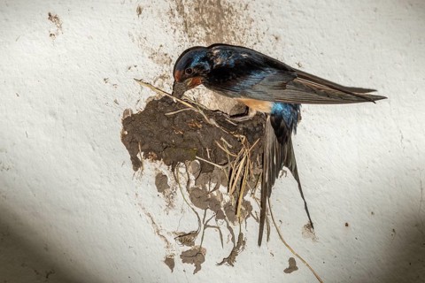 Hirundo rustica, barn swallow, birds, brood, nest building, passeri, swallows, songbirds, birds