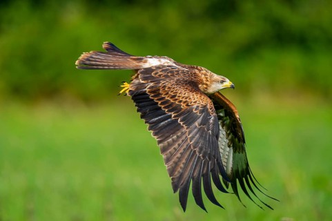 Red kite (Milvus milvus) flying, Gerolstein, Rhineland-Palatinate, Germany