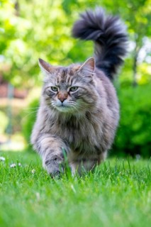 Siberian cat, pedigree cat running across grass in a garden, symbolic photo cat in the garden
