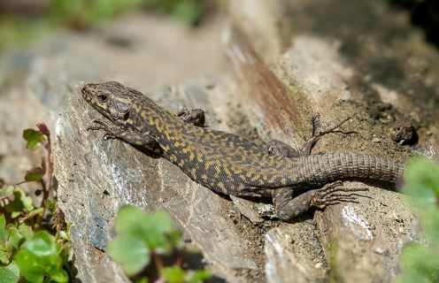 Common wall lizard, Podarcis muralis, reptiles, lizards, reptilia