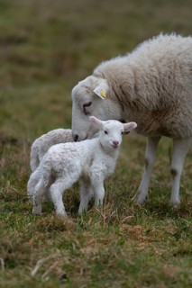 Sheep, Moorschnucke with their two lambs, Othenstorf, Mecklenburg-Western Pomerania, Germany
