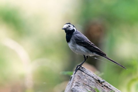 Wagtail, Motacilla Alba, White Wagtail, Birds, Passeri, Songbirds, Birds